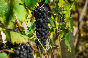 Uvas syrah vinho