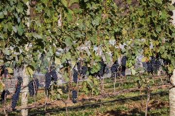 Uvas syrah vinho