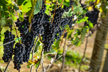 Uvas syrah vinho