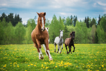 Herd of horses running on the field with flowers in summer