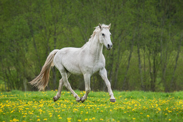 White horse running on the field with flowers in summer
