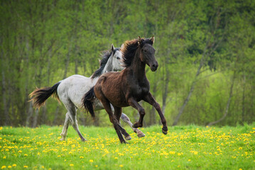 Two young horses running on the field with flowers in summer