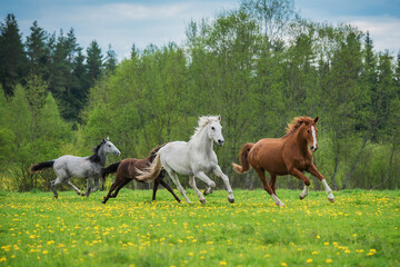 Naklejka na ściany i meble Herd of horses running on the field with flowers in summer