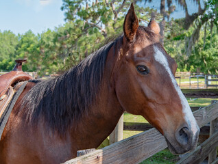 Majestic Brown Horse  with Black Mane and White Stripe on Nose Looking Over Fence