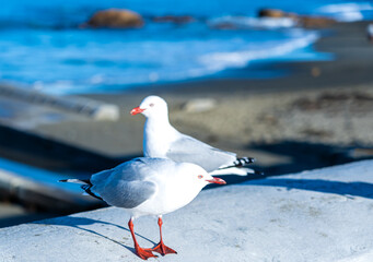 The close-up of sea gull