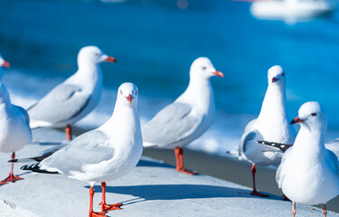 The close-up of sea gull