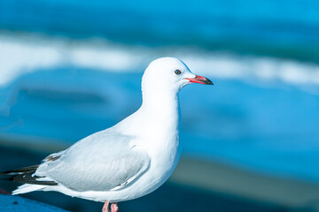 Fototapeta premium The close-up of sea gull