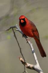 Perched male cardinal on a branch