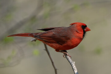 Perched male cardinal on a branch