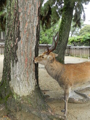 Japan Nara