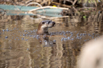 Euroasian otter, Lutra lutra, close up of otter while surfacing from river with bubbles during spring in Scotland. - 427345560