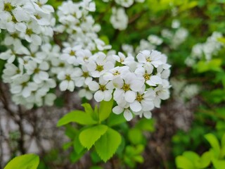 blossoming tree