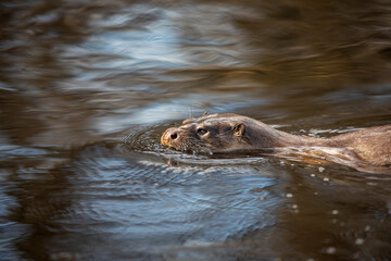 Euroasian otter, Lutra lutra, close up of face while swimming in river, water, during spring in Scotland. - 427345575