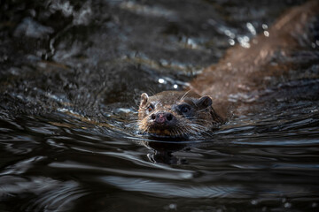 Euroasian otter, Lutra lutra, close up of face while swimming in river, water, during spring in Scotland. - 427345579