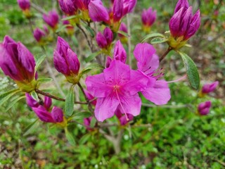 pink flowers in the garden