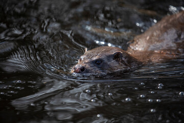 Euroasian otter, Lutra lutra, close up of face while swimming in river, water, during spring in Scotland. - 427345596