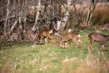 Roe deer herd, Capreolus capreolus, displaying behaviour eating and grooming within a birch and pine tree woodland during spring in Scotland. - 427345710