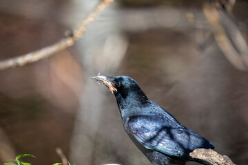 Carrion crow, Corvus corone, perched within woodland during a sunny spring day in Scotland.