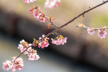 cerejeiras do Jap&atilde;o.