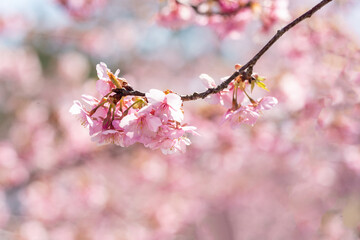 cerejeiras do Jap&atilde;o.