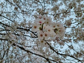 cherry tree blossom