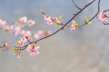 cerejeiras do Jap&atilde;o.