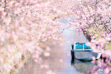 cerejeiras do Jap&atilde;o.