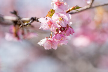 cerejeiras do Japão.