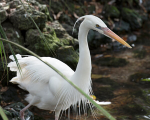 Great White Heron Stock Photo.  Great White Egret bird head close-up profile. Image. Picture. Portrait. White colour bird. Moss Rock Background.
