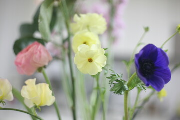 iris flowers in garden