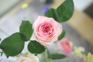 Obraz premium pink rose in a vase