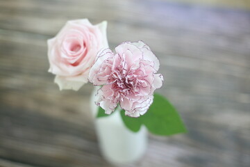 pink carnation flowers
