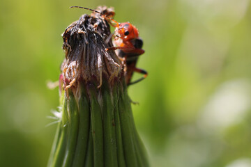 Macro of a red parasite on a plant on a blurred green background