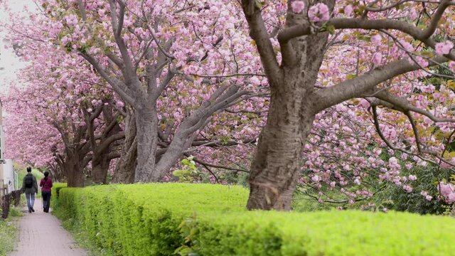 太い桜の木に咲いたたくさんの八重桜が風に揺れる、脇の小径を夫婦が歩く