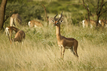 A male gerenuk stands among grazing Grant's gazelles and Beisa oryxes, Samburu Game Reserve, Kenya