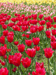 Yellow, pink and red tulip field in Holland Michigan