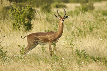 Male gerenuk standing in long grass, Samburu Game Reserve, Kenya