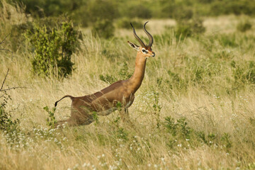 Male gerenuk standing in long grass, Samburu Game Reserve, Kenya