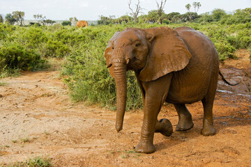 Obraz premium Young elephant emerging from his wallow in a mud hole, Samburu Game Reserve, Kenya