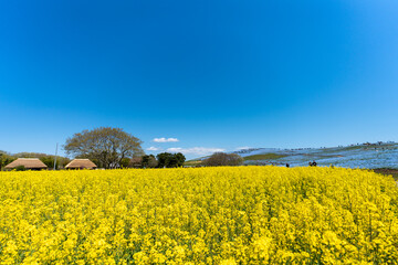 Obraz premium 茨城 ひたちなか ひたち海浜公園 春の花々 菜の花とネモフィラ