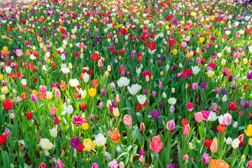 茨城 ひたちなか ひたち海浜公園 春の花々 チューリップ