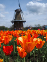 Spring tulips in front of windmill Holland Michigan © renee