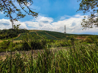 rice field in the morning