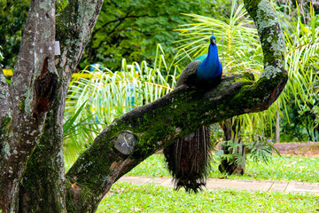 peacock in the forest