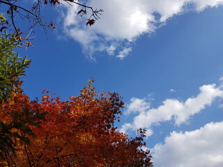 sky and tree