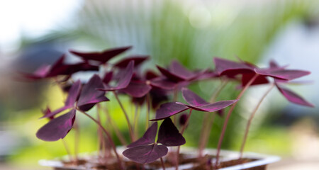Obraz na płótnie Canvas Purple Oxalis Plant with Triangular Leaves