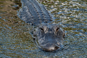 Wild American Alligator at Orlando Wetlands in Cape Canaveral Florida. 