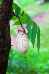 pupa of a brush foot butterfly on a tree branch