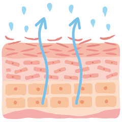 乾燥肌　肌図　美容 © koti