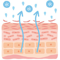 乾燥肌　肌図　美容 © koti